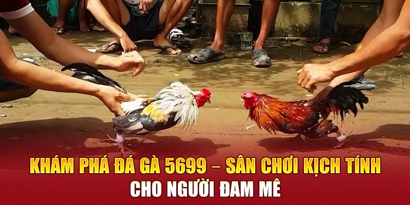 sảnh đá gà 5699
