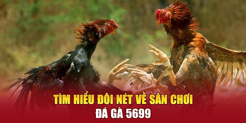 Tìm hiểu đôi nét về sân chơi đá gà 5699 trực tuyến